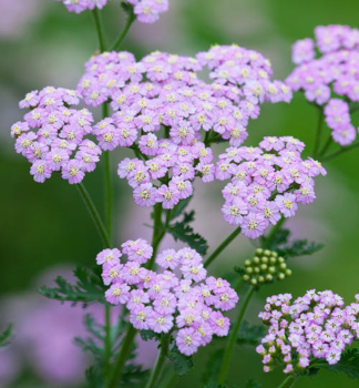 Schafgarbe LILAC BEAUTY Cont. 0,5 l
