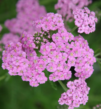 Schafgarbe �LILAC BEAUTY� Cont. 0,5 l