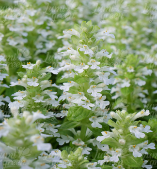 Obr�zok (7)