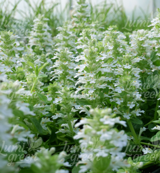Obr�zok (9)
