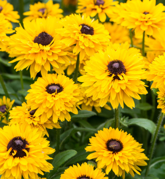 Sonnenhut (Rudbeckia) LITTLEBECKIA BALLERINA Cont. 0,5 l
