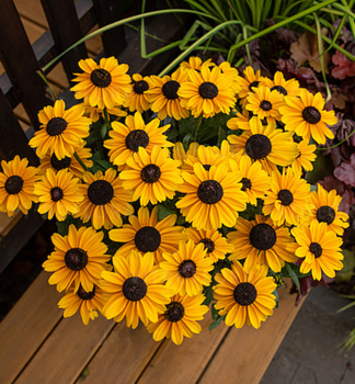 Sonnenhut (Rudbeckia) SMILEYZ DIVINE Cont. 0,5 l