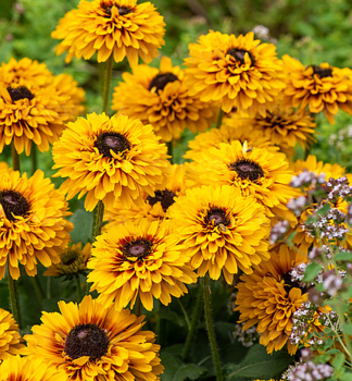 Sonnenhut (Rudbeckia) SMILEYZ DOUBLE KISSING Cont. 0,5 l