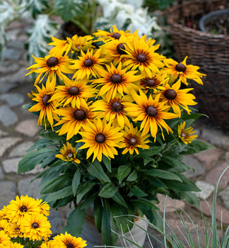 Sonnenhut (Rudbeckia) SMILEYZ GRACE Cont. 0,5 l
