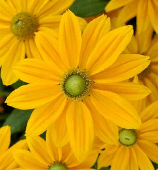 Sonnenhut (Rudbeckia) �SMILEYZ� PASSION� Cont. 0,5 l