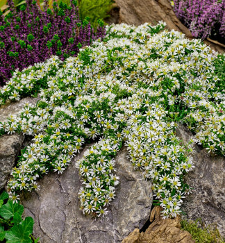Pringleis-Aster SNOWFLURRY Cont. 0,5 l