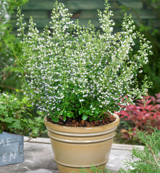 Bergminze �WHITE CLOUD� Cont. 0,5 l