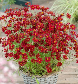 Mdchenauge RUBY RED Cont. 0,5 l