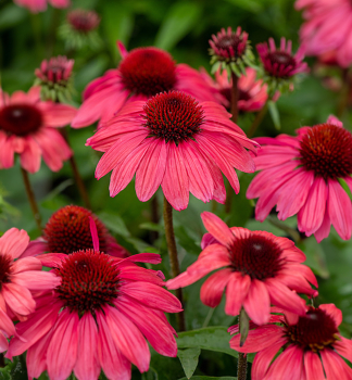Sonnenhut (Echinacea) �SUN MAGIC� VINTAGE RED� Cont. 0,5 l