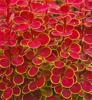 Thunberg-Berberitze �ORANGE SUNRISE��, Cont. 1,4 l