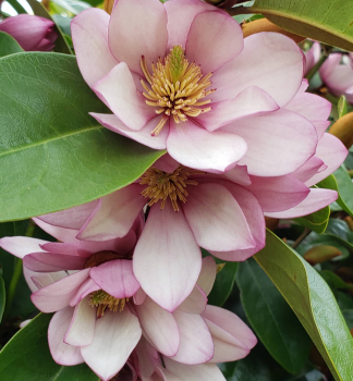 Magnolie FAIRY MAGNOLIA BLUSH 50-60 cm, Cont. 3 l
