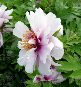 Obr�zok (8)