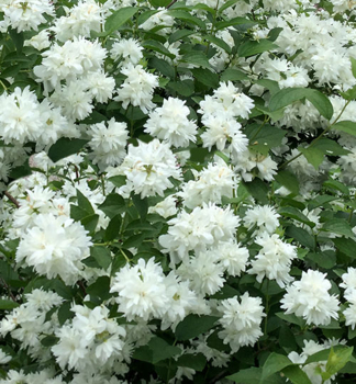Pfeifenstrucher MINNESOTA SNOWFLAKE 30-40 cm, Cont. 1,4 l