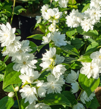 Pfeifenstrucher MINNESOTA SNOWFLAKE 40-50 cm, Cont. 3 l
