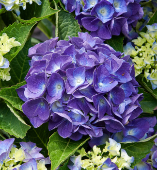 Bauern-Hortensie JIP BLUE 20-30 cm, Cont. 4 l