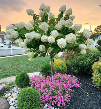 Rispenhortensie PETITE FLORI na kmienku 50 cm, Cont. 4,5 l