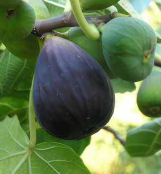 Feigenbaum BLACK MISSION 80-100 cm, Cont. 2 l