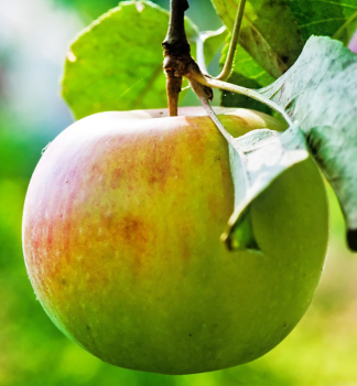 Apfel ANDEGO Unterl. M26, 140-160 cm, Cont. 5 l