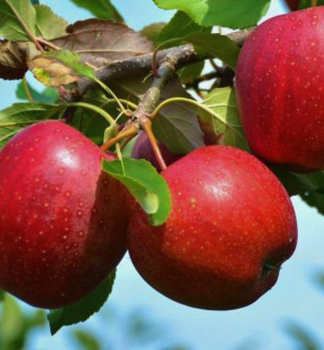 Apfel ANDERA Unterl. M26, 160-180 cm, Cont. 3 l