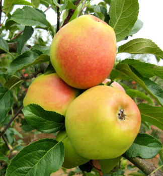 Apfel REZISTA Unterl. M26, 180-200 cm, Cont. 5 l