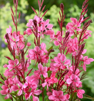 Prachtkerze FLAMINGO PINK Cont. 0,5 l