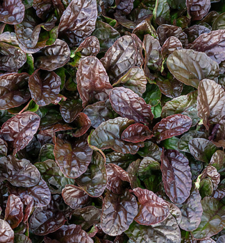 Kriechende Gnsel ATROPURPUREA Cont. 0,5 l