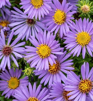 Aster OCTOBER SKIES Cont. 0,5 l