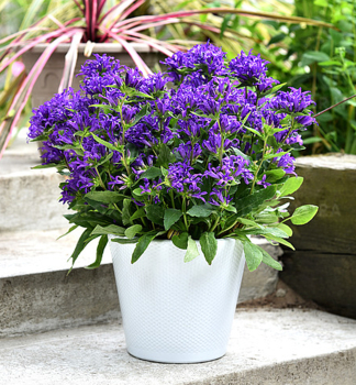 Knuel-Glockenblume BLUE CROWN Cont. 0,5 l