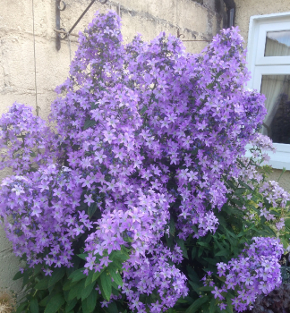 Dolden-Glockenblume PRICHARDS VARIETY Cont. 0,5 l