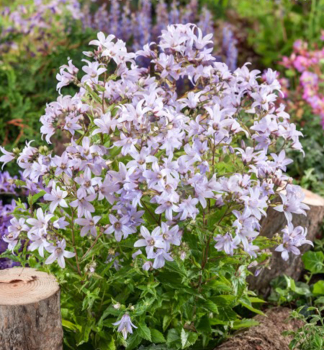 Dolden-Glockenblume SENIOR Cont. 0,5 l
