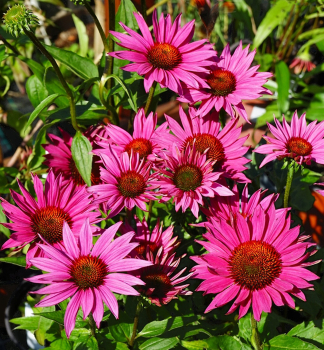 Sonnenhut (Echinacea) JS ROHO  Cont. 0,5 l