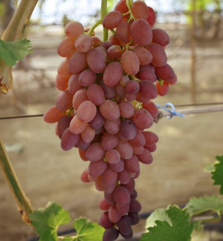 Kernlose Resistente Tafeltraube �D�IN�, wurzenball