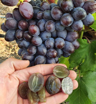 Kernlose Tafeltraube �SKAZKA� 20-30 cm, Cont. 3 l