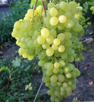 Tafeltraube TAJNA MONACHA 20-30 cm, Cont. 3 l