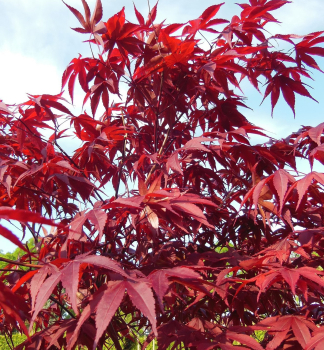 F�cherahorn �RED EMPEROR� 60-70 cm, Cont. 3 l