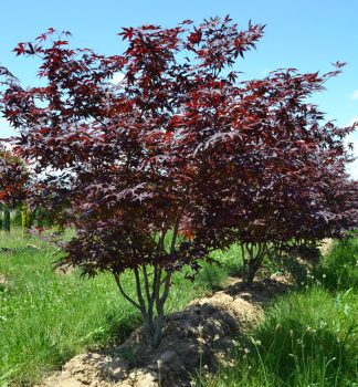 Fcherahorn RED EMPEROR 60-70 cm, Cont. 3 l