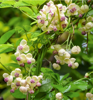 Fingerbl�ttrige Akebie �CREAM FORM� 40-50 cm, Cont. 2 l