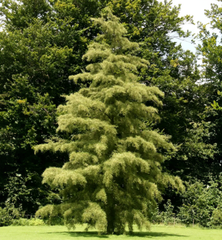 Schwarzerle IMPERIALIS 130-140 cm, Cont. 3 l