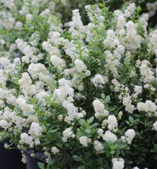 Sckelblume SNOW FLURRY 30-40 cm, kont. 2 l