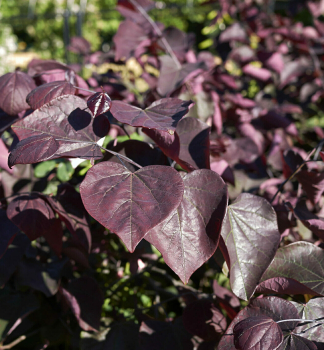 Kanadischer Judasbaum �MERLOT� 30-40 cm, Cont. 5 l