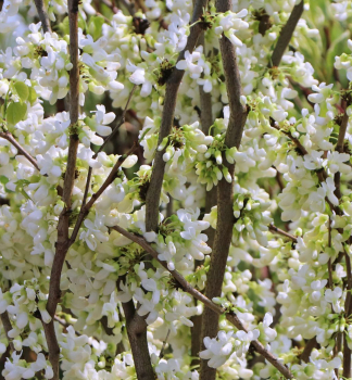 Kanadischer Judasbaum ROYAL WHITE 130-140 cm, Cont. 7 l