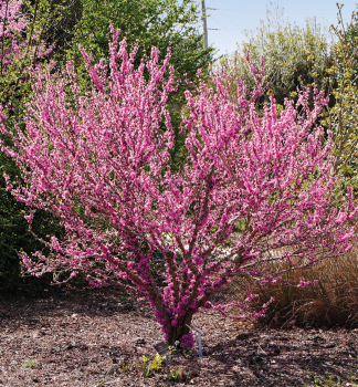 Kanadischer Judasbaum PINK POM POMS 70-80 cm, Cont. 3 l