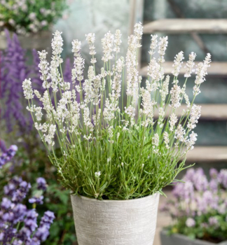 Lavendel �HIDCOTE WHITE� Cont. 1,5 l