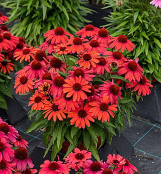 Sonnenhut (Echinacea) SUN MAGIC VINTAGE RUBY Cont. 0,5 l