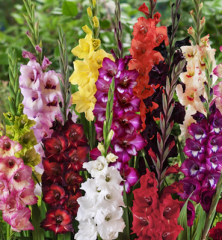 Zwiebeln - BIO Gladiole  GRANDIFLORA MIX, Packungsinhalt 6 St.