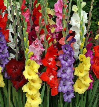 Zwiebeln - Gladiole  GRANDIFLORA MIX, Packungsinhalt 8 St.