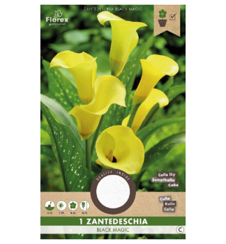 Zwiebeln - Zantedeschia,�BLACK MAGIC YELLOW� Packungsinhalt 1 St