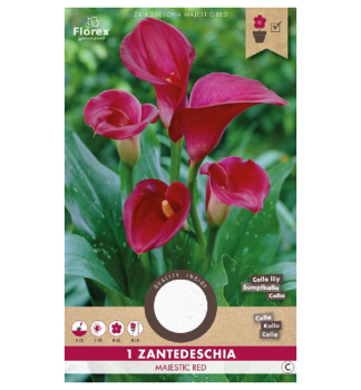 Zwiebeln - Zantedeschia,�RED MAJESTIC� Packungsinhalt 1 St