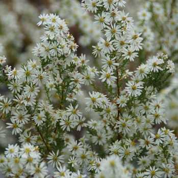 Obrzok (1)