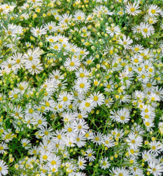 Pringleis-Aster  'SCHNEETANNE', Fortsetzung 0,5 l